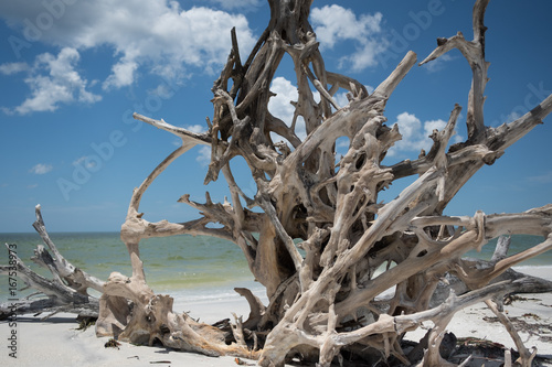 dead fallen tree on sandy beach and ocean waves