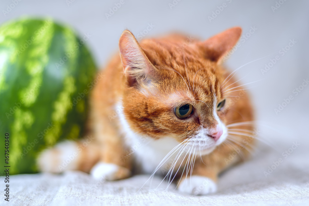 Red cat and ripe watermelon