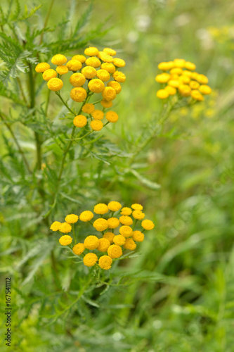 Tansy flowers on a background of green grass.  Three yellow inflorescences of tansy on a blurred green background. Vertical shot.