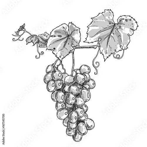 hand drawn gray scale illustration of grape on the branch on white background. vector eps 8.