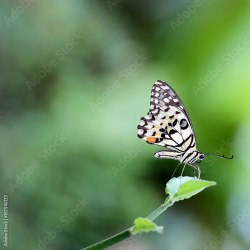 Common Lemon Lime Butterfly with Blurry Green Background © glifeisgood