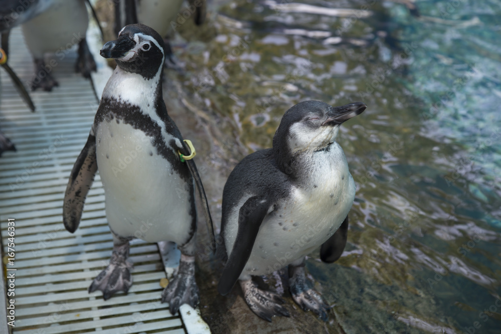 Obraz premium Penguins