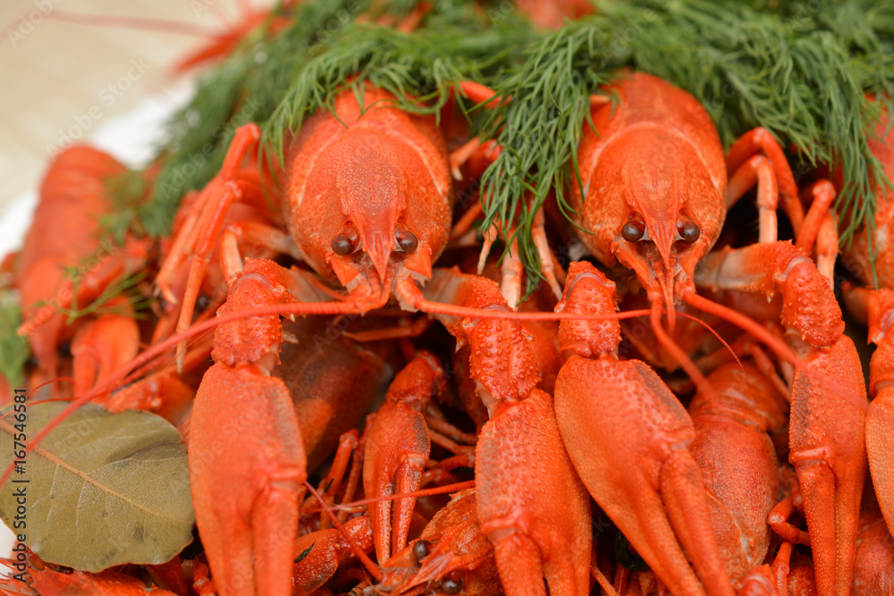 Boiled crayfish with dill. Seafood. Snack to beer. Boiled crayfish with dill. Seafood. Snack to beer.