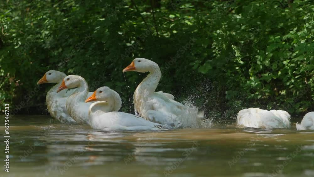 DOMESTIC GEESE FLOATING ON THE RIVER. Beautiful goose spreading its wings to fly on the lake, Beautiful Scenery birds Taking Off on a Natural Lake in Slow Motion Video Clip DOMESTIC GEESE FLOATING ON THE RIVER. Beautiful goose spreading its wings to fly on the lake, Beautiful Scenery birds Taking Off on a Natural Lake in Slow Motion Video Clip