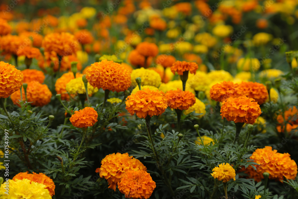 Marigolds (Tagetes erecta L., Mexican marigold, Aztec marigold, African marigold).
Beautiful flower in the garden.