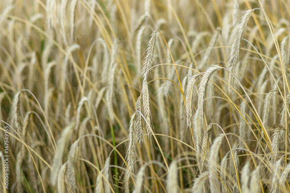 Fototapeta premium Ripe grain of rye. Agriculture. Background.