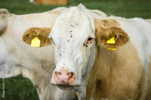 Wallpaper Mural The head of a cow is close-up. Torontodigital.ca