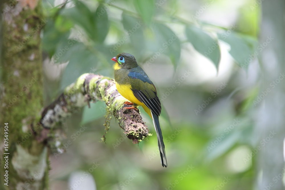Sumatran trogon (Apalharpactes mackloti) in Sumatra,Indonesia Sumatran trogon (Apalharpactes mackloti) in Sumatra,Indonesia