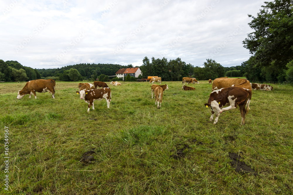 Cows and calves in pasture. In the background, the village houses.