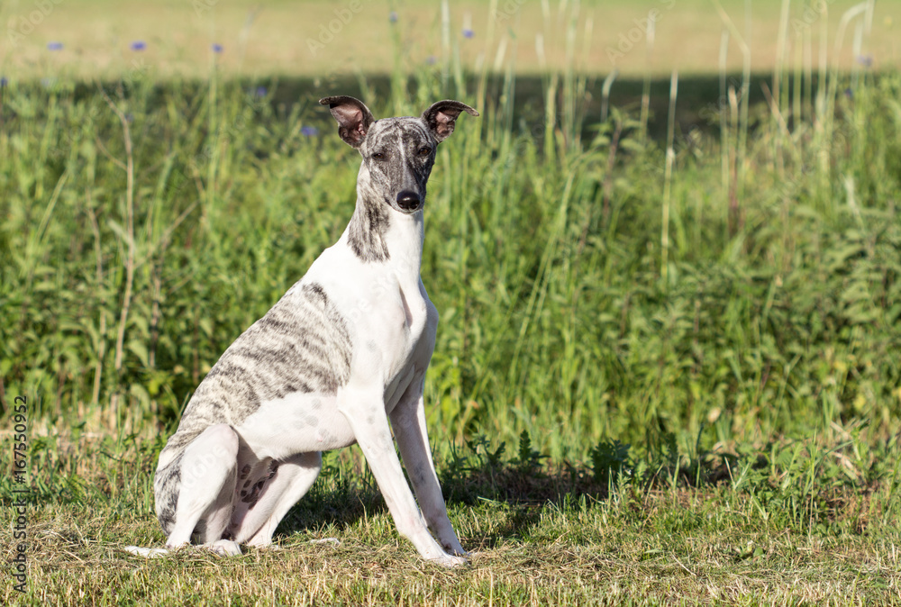 whippet / Grey-white whippet is sitting on the meadow whippet / Grey-white whippet is sitting on the meadow