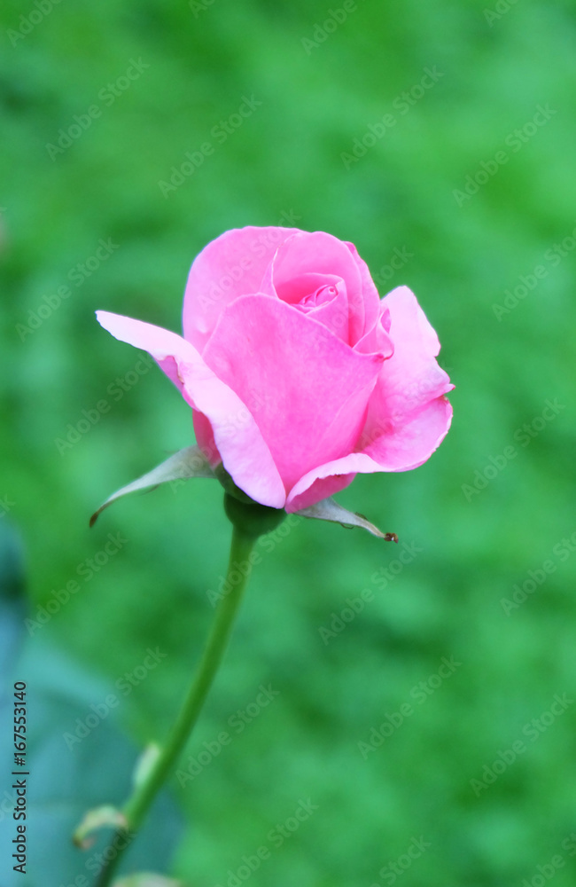 Rose bud on a green background.