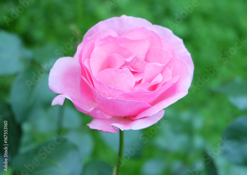 Pink rose on a background of greenery.