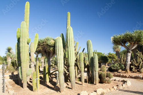 Cactus garden at island Majorca, Balearic Islands, Spain.