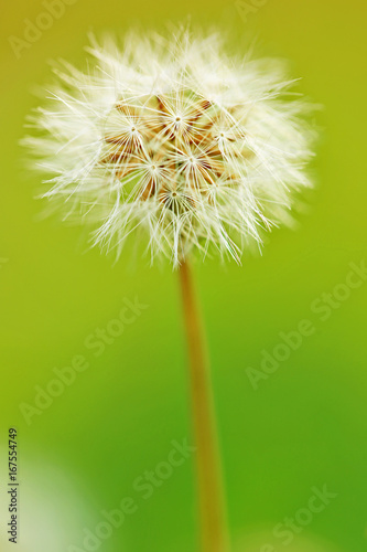 Meadow grass in autumn in the morning sunlight . Dandelion