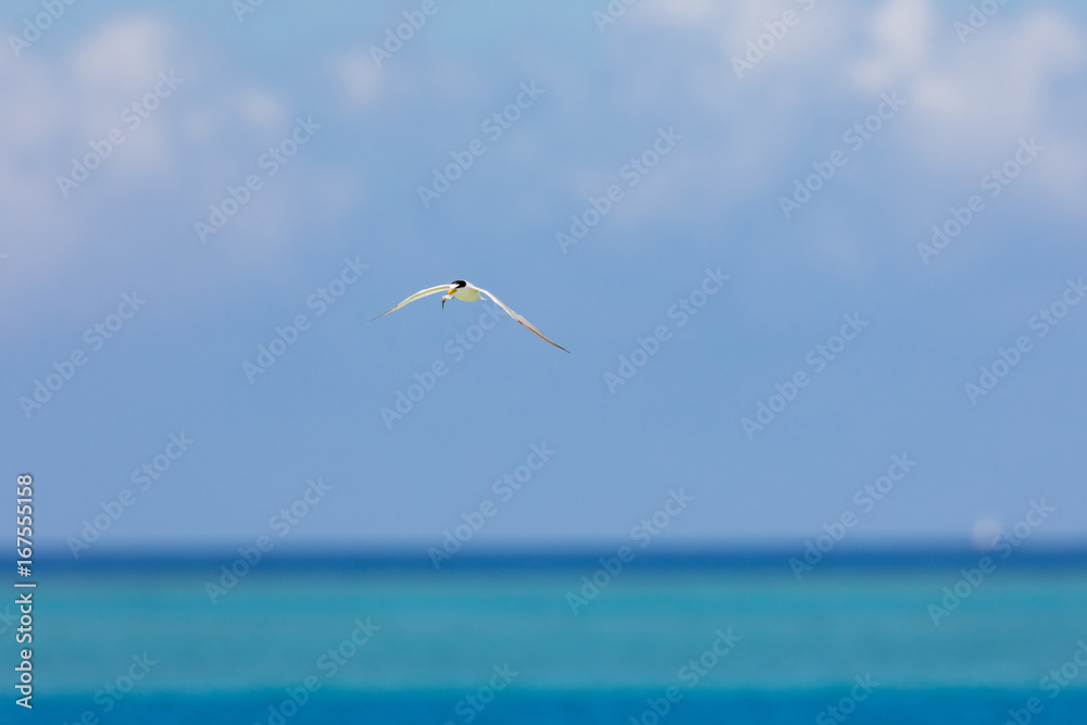 沖縄の海の上を飛ぶ海鳥 アジサシ 沖縄の海の上を飛ぶ海鳥 アジサシ