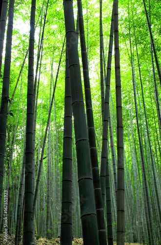 Bamboo grove,Kyoto,Japan