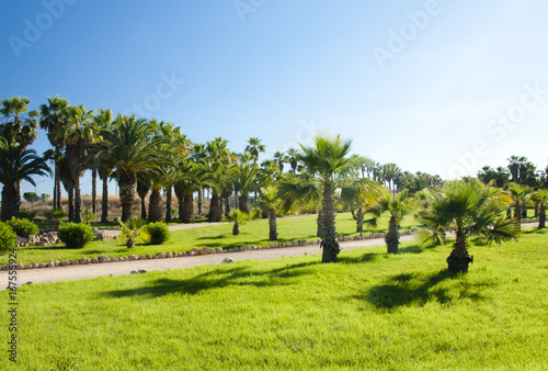 Palms in cactus garden at island Majorca, Balearic Islands, Spain.