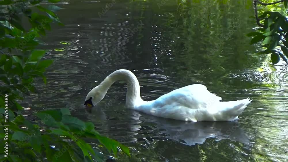 Two swans float over the trees Two swans float over the trees