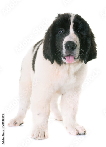 puppy landseer in studio