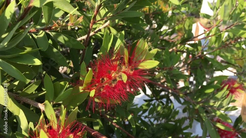 blühende Callistemon Viminalis photo