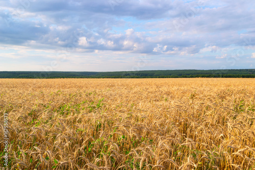 Natural beautiful background landscape with Golden fields.