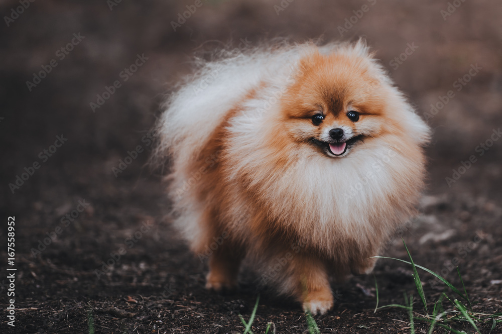 A beautiful fluffy dog of Pomeranian spitz breed