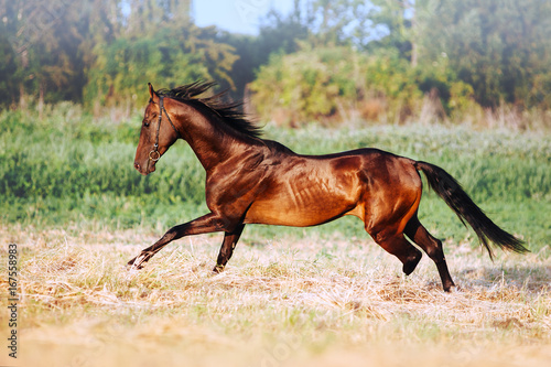 Beautiful bay stallion with long mane galloping. The horse in motion running across the field on a neutral background