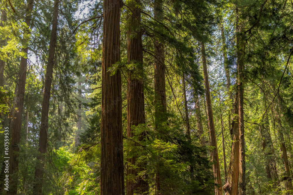 Fototapeta premium California Redwoods