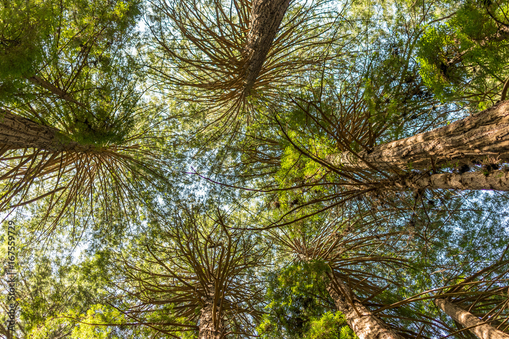 Fototapeta premium California Redwoods Canopy