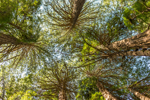California Redwoods Canopy