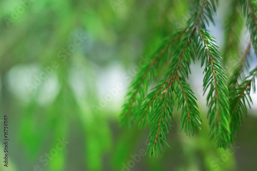 Natural fir twig on green blurred background. Christmas background. Xmas greeting card. Copyspase for celebrations.