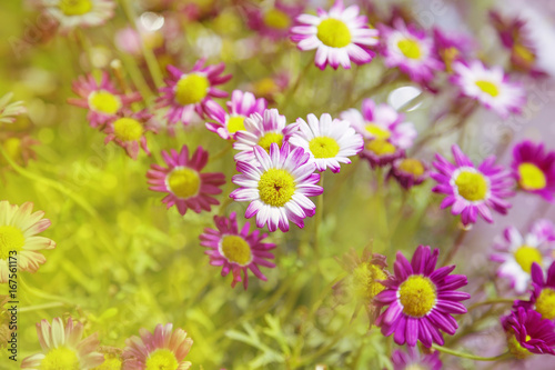 Flowers of chrysanthemum. Naural floral background. Soft focus. Sunlight. Copy space for your text.