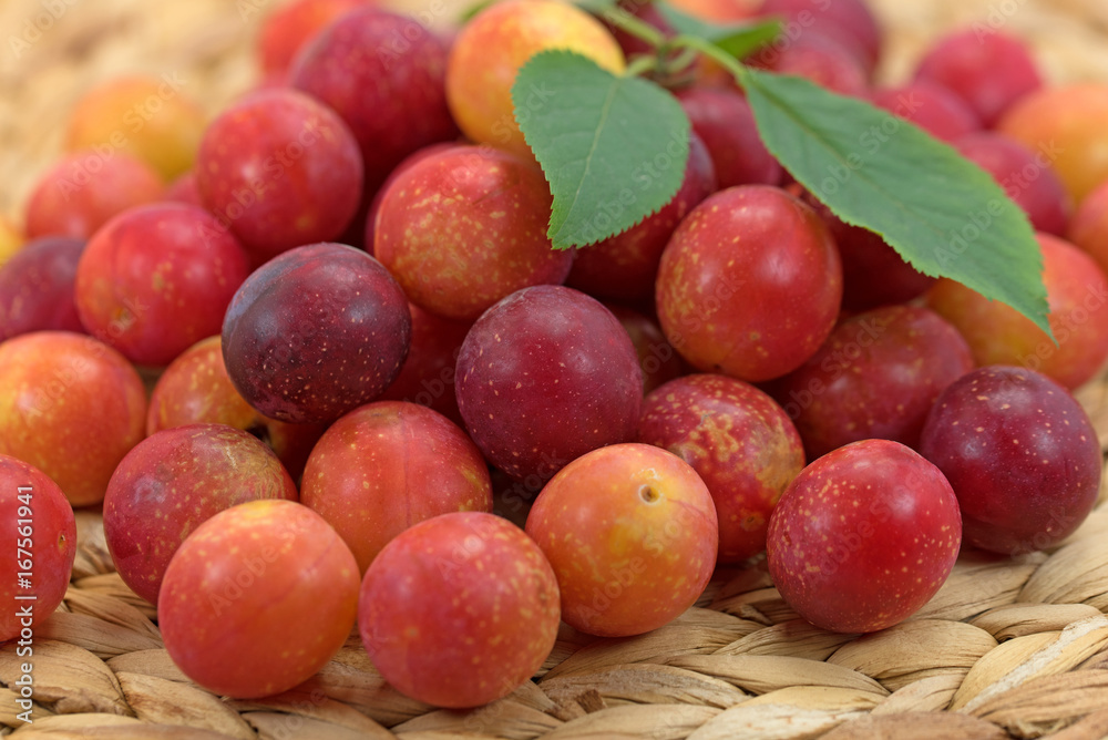 Mirabellen, Wildpflaumen, Prunus cerasifera Mirabellen, Wildpflaumen, Prunus cerasifera
