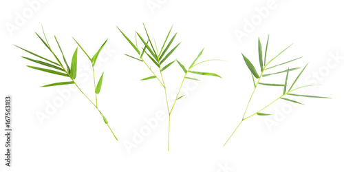 3 branch of bamboo leaves isolated on white background. This has clipping path.