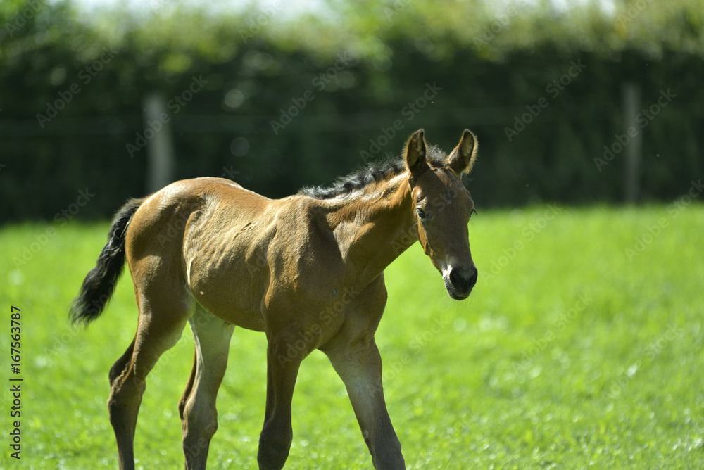 Fohlen auf der Weide Fohlen auf der Weide