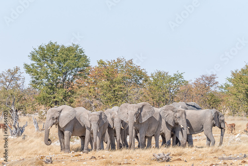 A herd (also called a parade) of African elephants, Loxodonta africana, at a waterhole in Northern Namibia