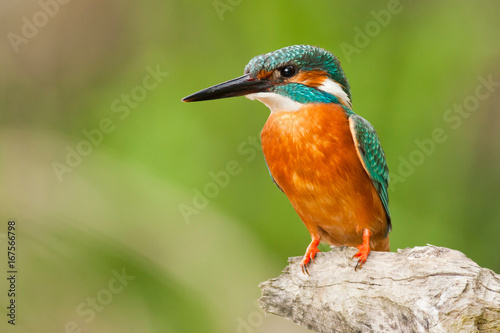 Common kingfisher on a branch