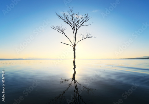 beautiful sunset of river view with dry tree reflex in water