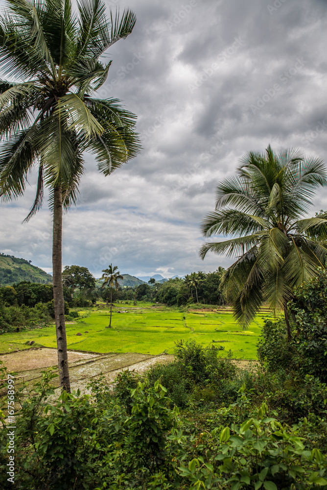 Obraz premium Rice fields near Marojejy national park