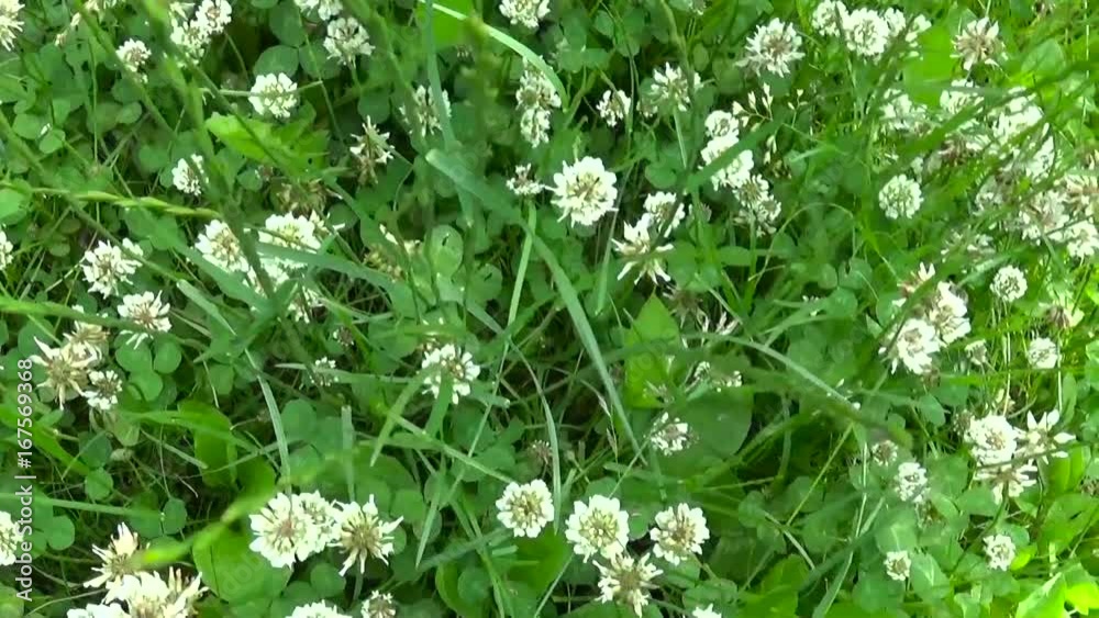 White clover flover in the field. HD video footage circular camera movement