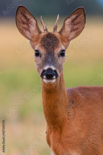 Young roe deer portrait