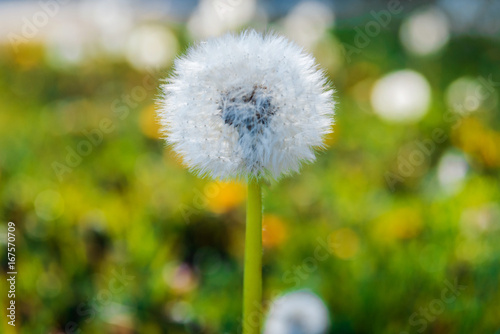 Spring flowers with blurred background.