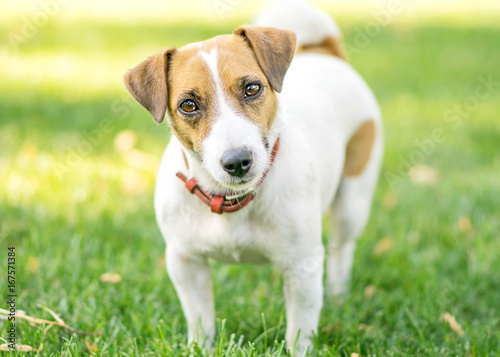 Portrait of a small dog Jack Russell Terrier standing on green lawn outdoor and looking in camera with curiosity at summer day. Copy-space