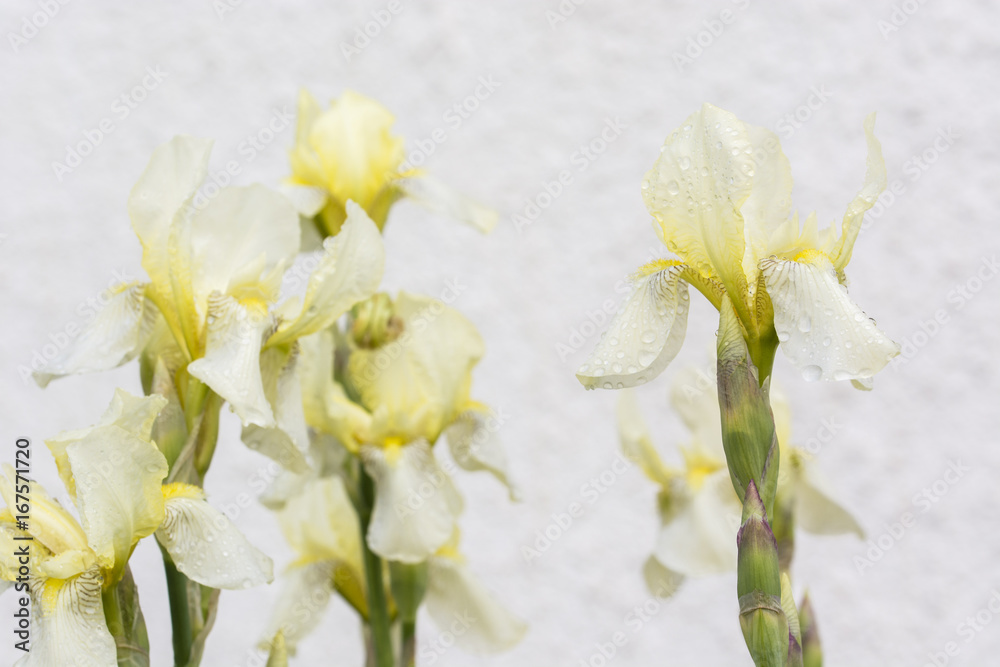 Obraz premium Yellow flowers of the iris and dew drops.
