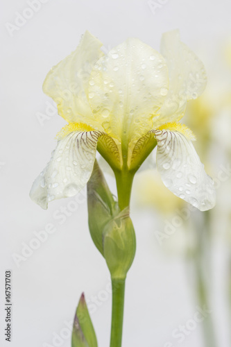 Fototapeta Naklejka Na Ścianę i Meble -  Yellow flowers of the iris and dew drops.