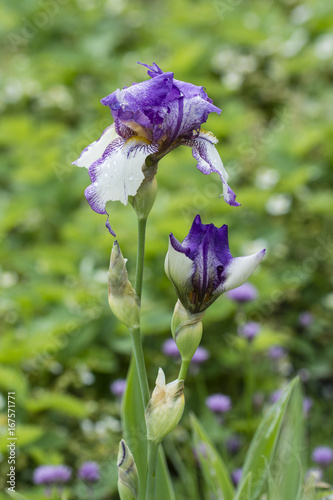 Fototapeta Naklejka Na Ścianę i Meble -  Purple hem iris flowers and dew drops.