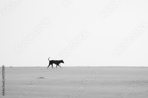 Dog on the beach, Sri Lanka