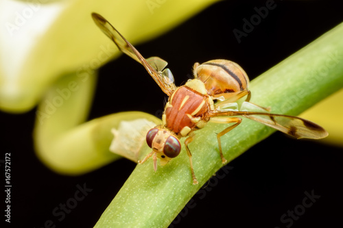 Close up Bactrocera Zonata or Peach fruit fly on branch