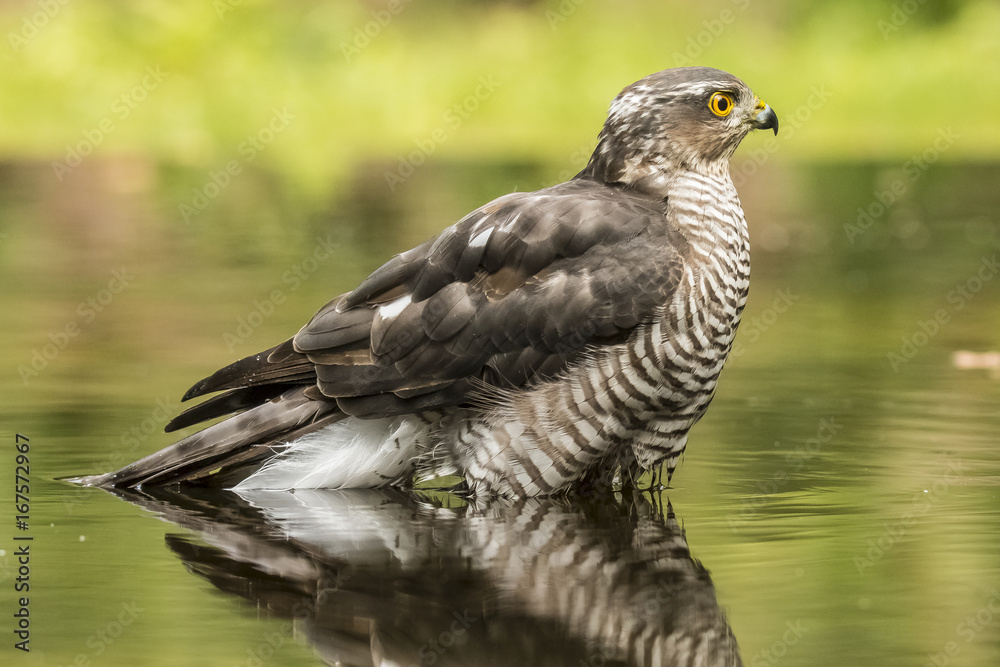 Sparrow-hawk
