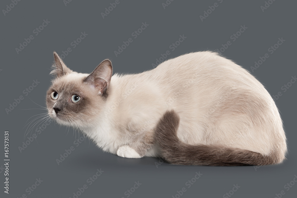 Cat. Young color-point Thai cat on gray background